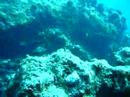 Blotched fantail ray Blotched fantail ray