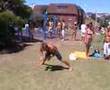 Triple 3 clap front/back push ups - Maurice @ Bondi