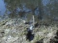baby snapping turtle race