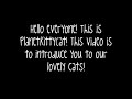 Meet The Cats!