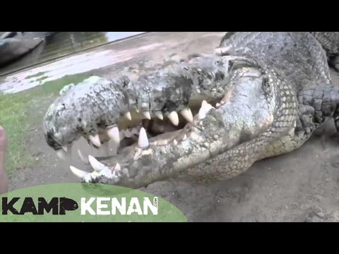 YouTube reptile video