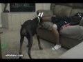 Perro malo al ataque
