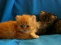 chatons persans chatons persans