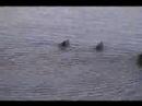 Ducks at the lake
