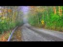 sfarp-fallon.html