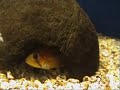 Apistogramas Apistogramas