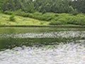 Eagle gets fish part 2