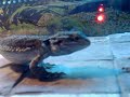 Riley - 4 months old bearded dragon feeding