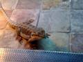 Riley - 4 months old bearded dragon feeding