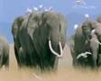 Animals in Africa