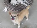 Silly Dogs Silly Dogs