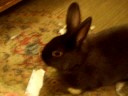 Crazy Bunny.MOV Crazy Bunny.MOV