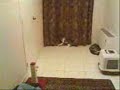 Mon chat