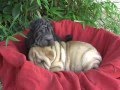 shar - pei bebes