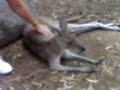 Kangaroo at Dreamworld Kangaroo at Dreamworld