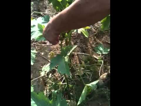 how to grow okra in south africa