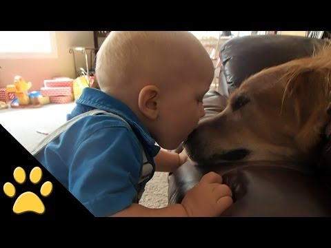 Cute Dogs And Adorable Babies II: Compilation