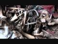Video: Illustratie eugenetica