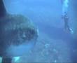 Ocean Sunfish (Mola mola)