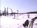 Spring Dog Sled Ride