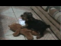 Perro Reguetonero 