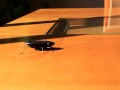 (uploaded by minuta)&nbsp;Novel Solar Powered Cockroach