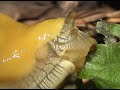 Closeup of Ariolimax Dolicophallus eating with its radula, or bony tongue. I shot this in Santa Cruz.