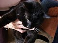 Black Cat