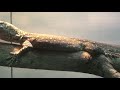 The Komodo dragon of hatched in captivity at Singapore Zoo