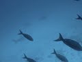 Galapagos Diving