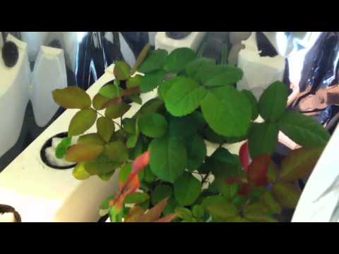 how to grow roses indoors