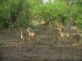 Impala Exercises, KrugerPark