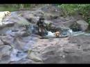 grandmother lab watches as daughter and grandson succumb to a slippery slope.

song: binga banga bongo / percolator - terry snyder, earl palmer .