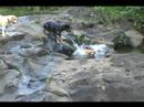 grandmother lab watches as daughter and grandson succumb to a slippery slope.

song: binga banga bongo / percolator - terry snyder, earl palmer .