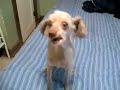 Dog Sings Minute Waltz