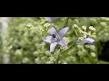 Kleine klokjesbij op klokje/campanula Kleine klokjesbij op klokje/campanula