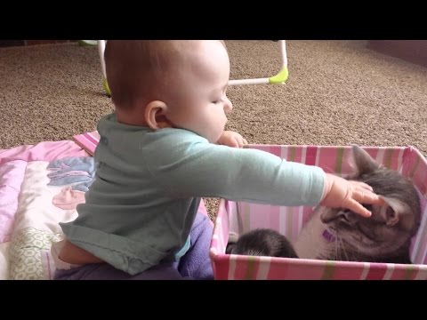 funny animals - Please share on facebook and twitter :) --- Funny Cats Compilation 2014 Funny Cat Videos Ever 2014 Funny Cat Videos 2014 Funny Videos 2014 funny animals 2014 Funny Animal Videos 2014 Funny...
