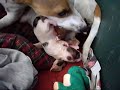 My jack russell Ginny gives birth My jack russell Ginny gives birth