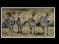Tanzania - Tarangire