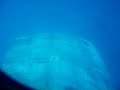 Ship's propeller
