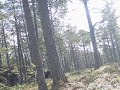 norwegian-moose-hunting.html
