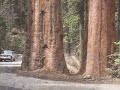 Sequoia National Park (NP Sequoia National Park (NP