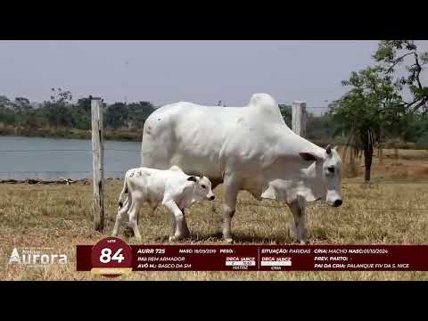 4� De Olho na Fazenda - NELORE AURORA participa��o Chico Paulic�ia