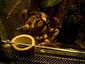 Poecilotheria Fasciata sagt hallo