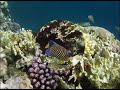 Подводный мир Египта. Egypt - sea  world .