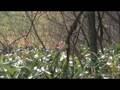 videos de Rally Japan 2008 SS4 Part.3