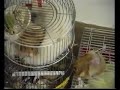 corto en tono humor sobre la un HAMSTER un diablillo que tiene mucha vida y ganas de juerga!!!