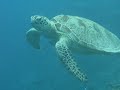 Turtle vision