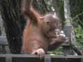 Orangutans Orangutans