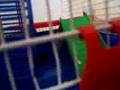 Hamster Oita!